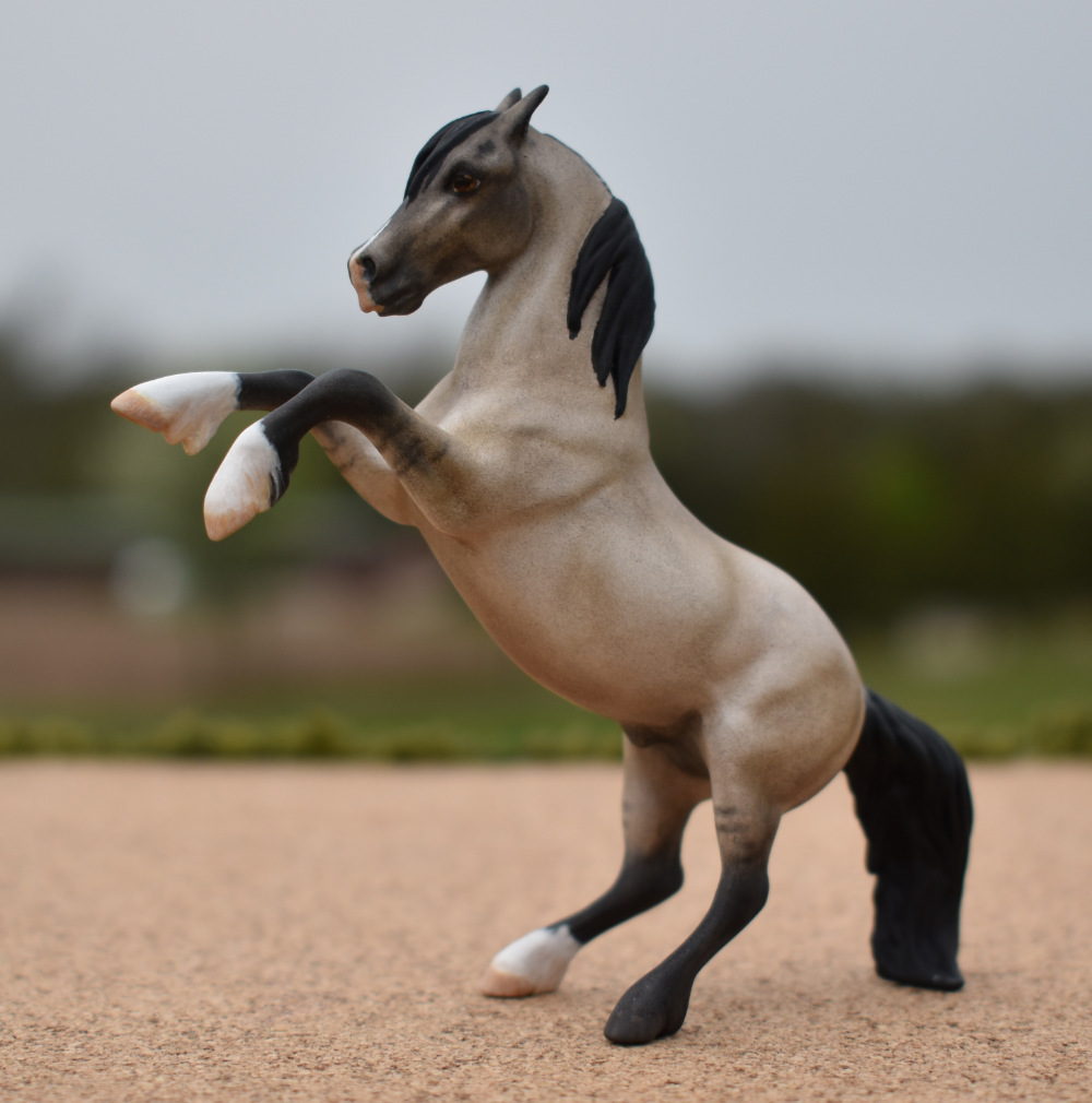 CM Breyer by Sarah Tregay, a Custom Mini/ Stablemate Model Horse to grulla rearing stallion