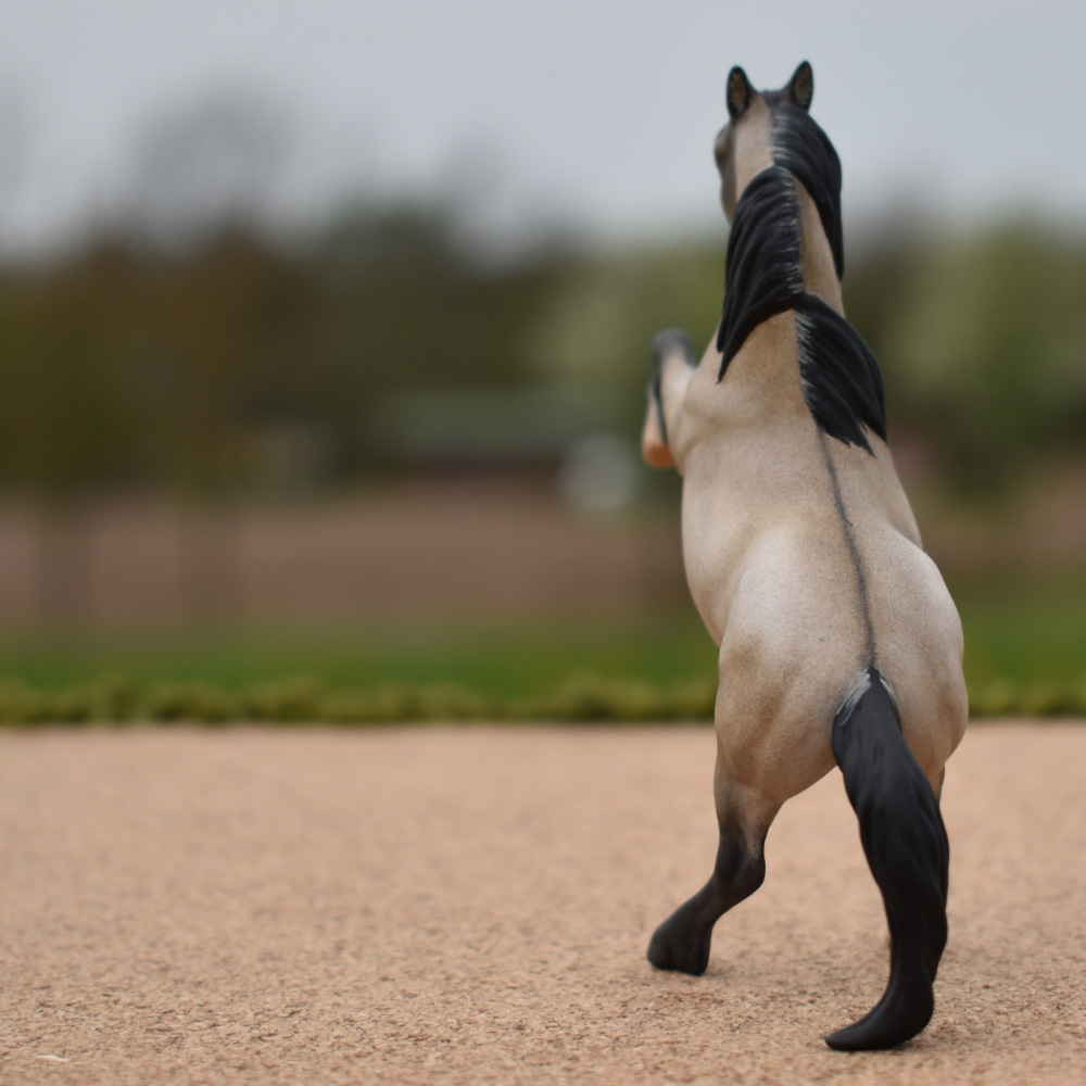 CM Breyer by Sarah Tregay, a Custom Mini/ Stablemate Model Horse to grulla rearing stallion